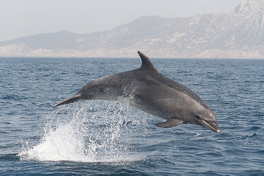 Avistamiento de Cetáceos en Tarifa