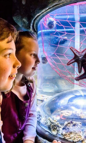 SEA LIFE Brighton: Standard Ticket