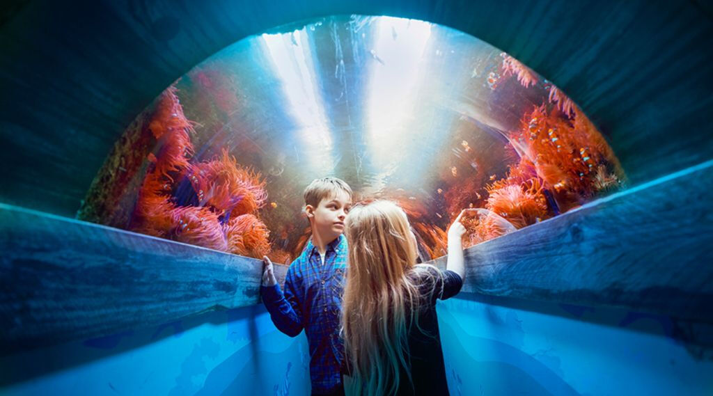 SEA LIFE Brighton: Standard Ticket