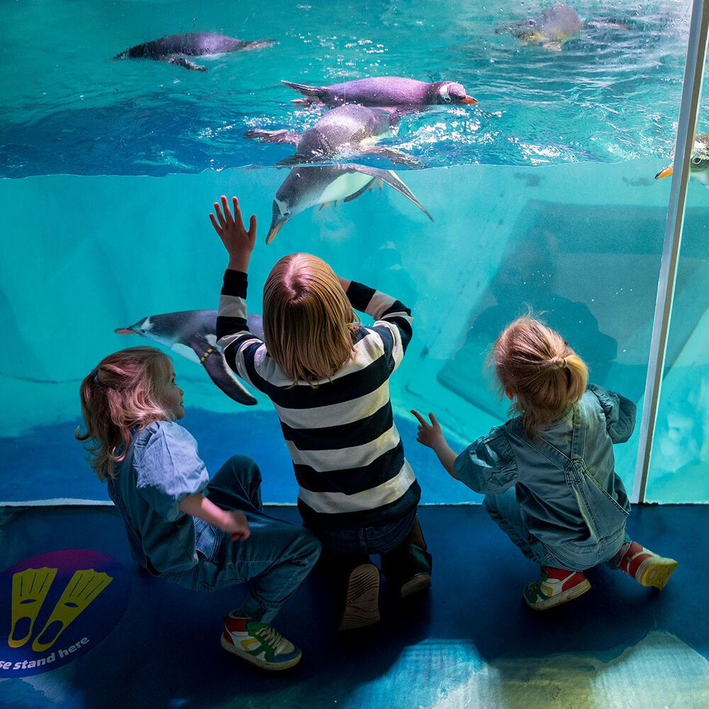 SEA LIFE Birmingham: Billet d'entrée