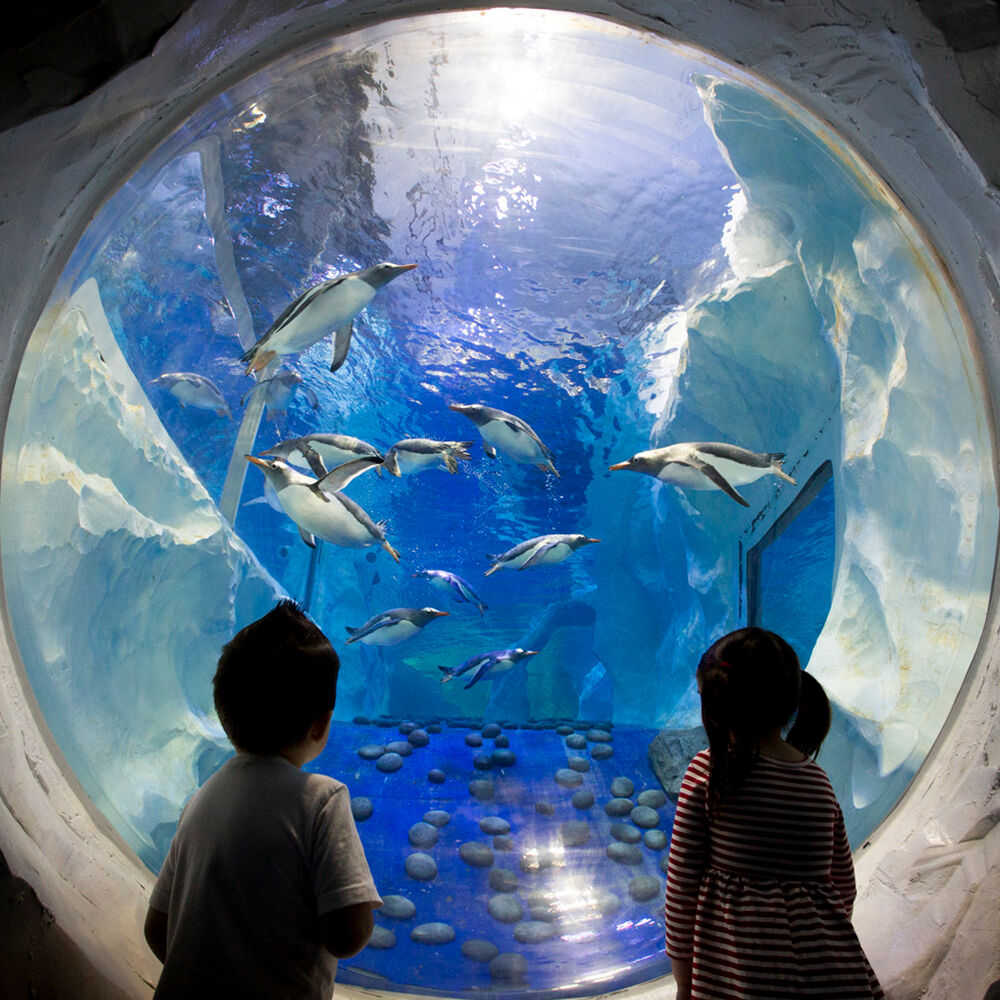 SEA LIFE Birmingham: Billet d'entrée