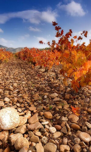 Bodega Finca Valpiedra 