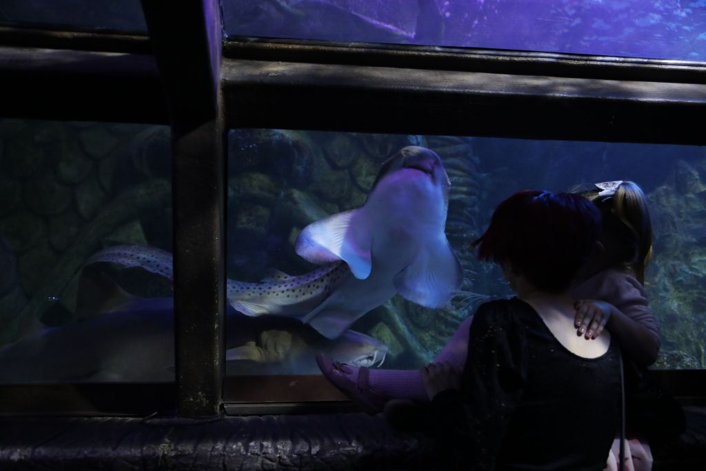 SEA LIFE Blackpool: Entry Ticket
