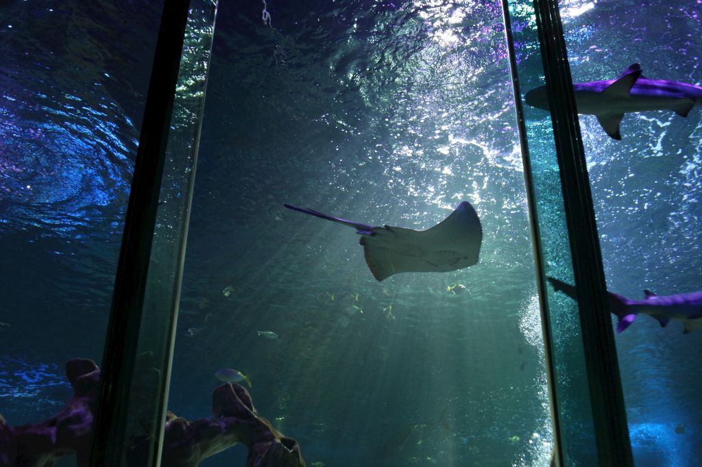 SEA LIFE Blackpool: Entry Ticket