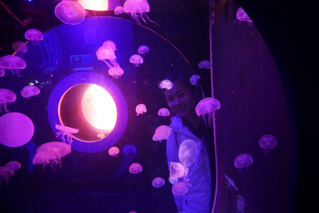 SEA LIFE Scarborough: Entry Ticket