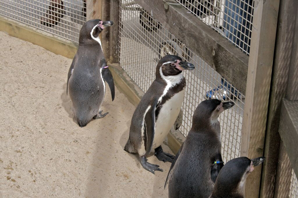 SEA LIFE Scarborough: Entry Ticket