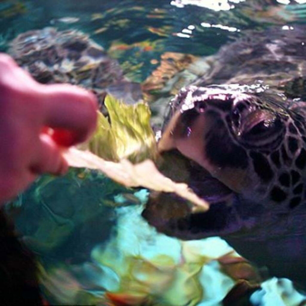 SEA LIFE Manchester: Bilhete de entrada