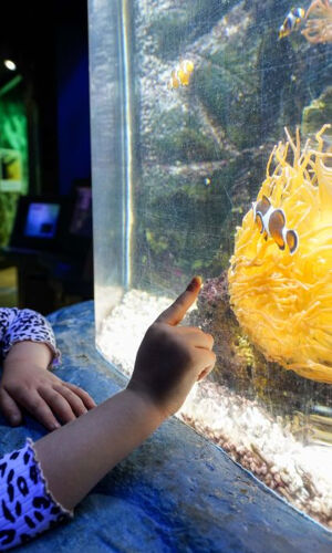 SEA LIFE Great Yarmouth: Entry Ticket