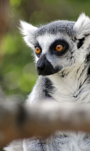 Faunia