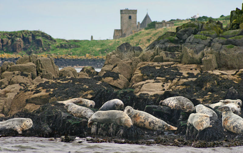 The Three Bridges & Inchcolm Island Cruise from South Queensferry