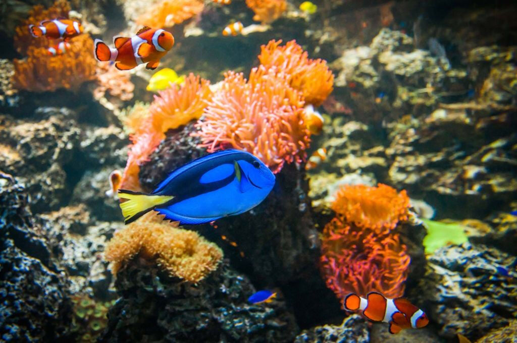 SEA LIFE Weymouth: Entry Ticket