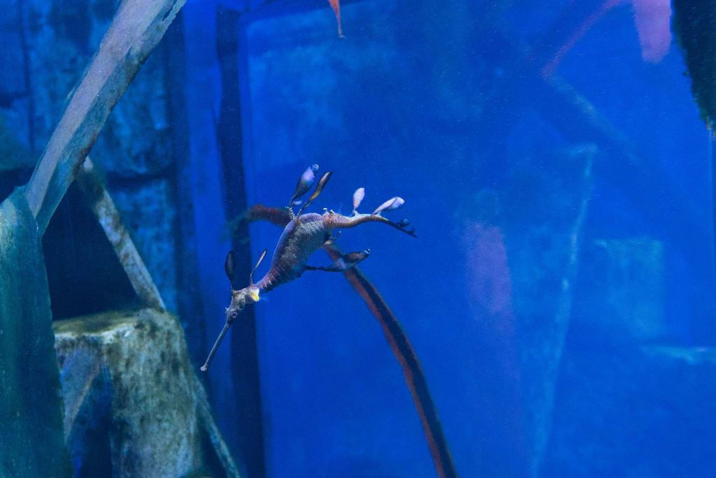 SEA LIFE Weymouth: Entry Ticket