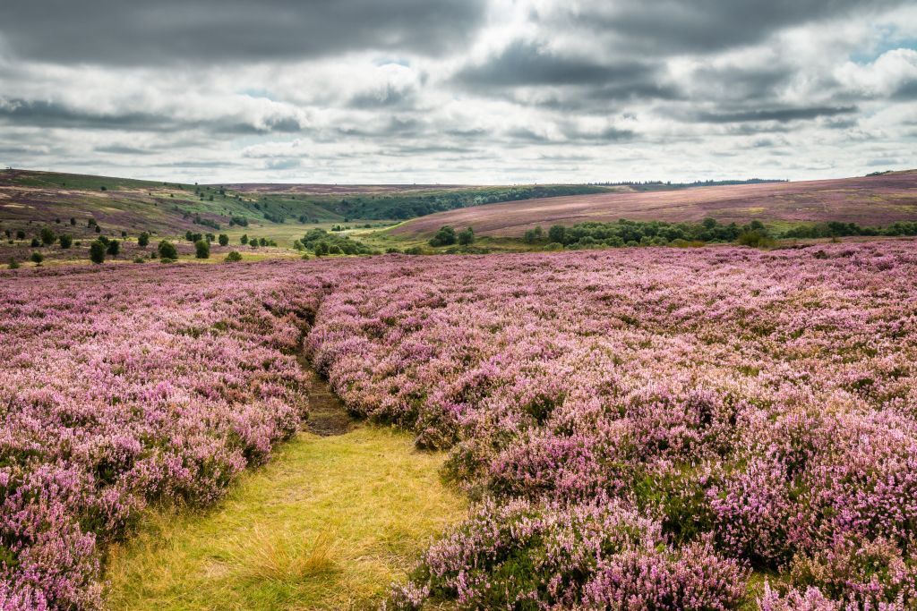 Whitby & The North York Moors : excursion d'une journée depuis York