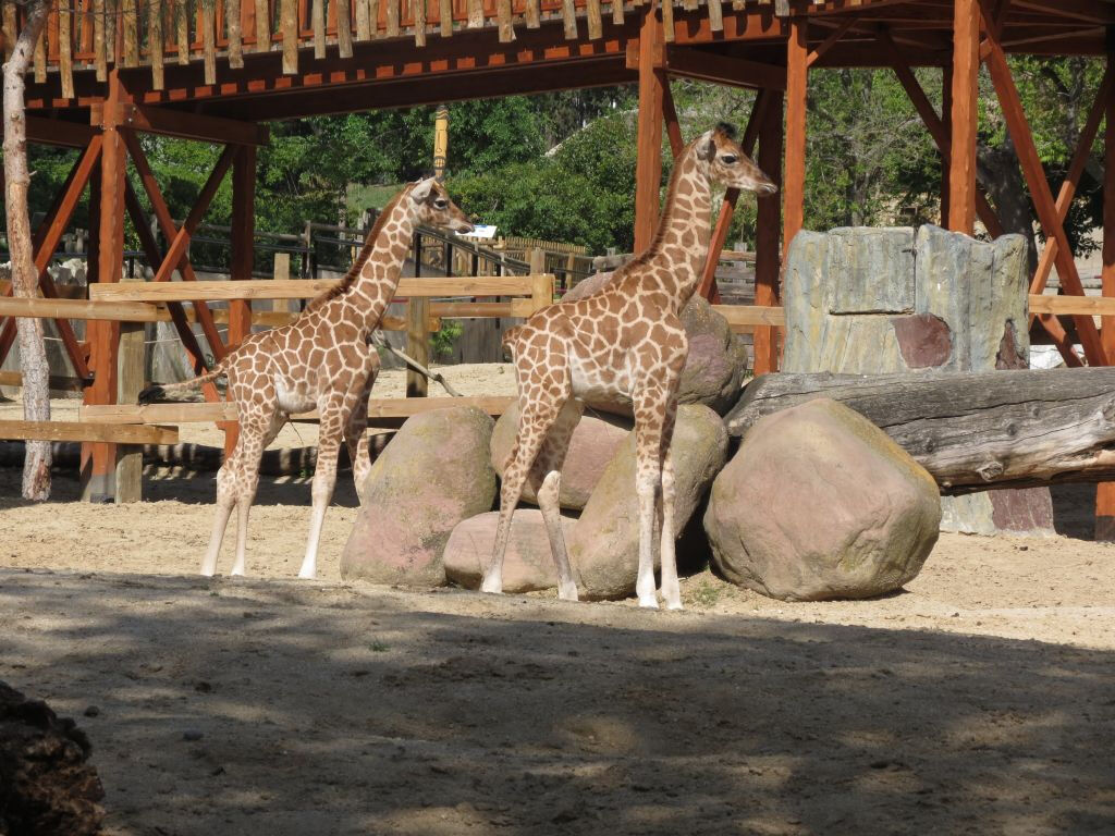 Zoo Aquarium Madrid