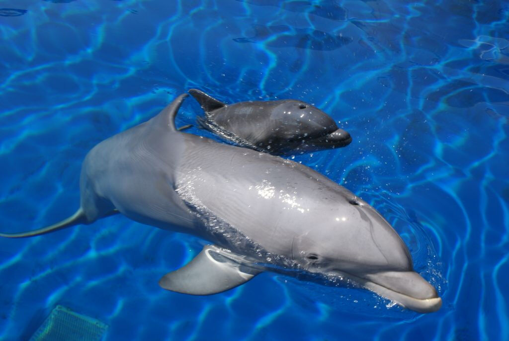 Zoo Aquarium Madrid