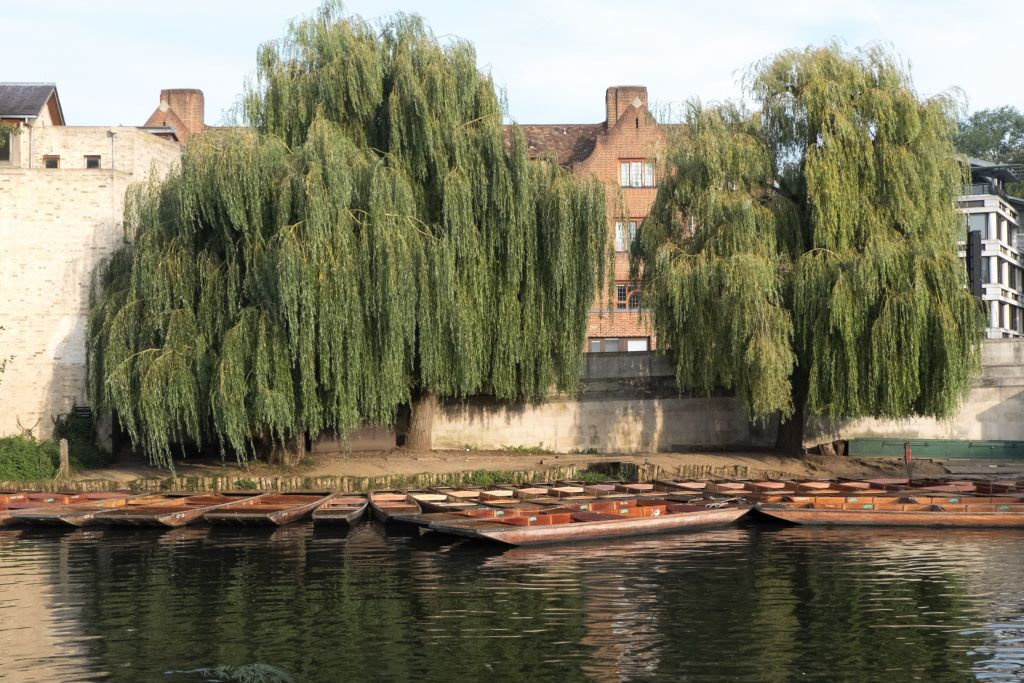 Cambridge University Punting Tour Led By University Students