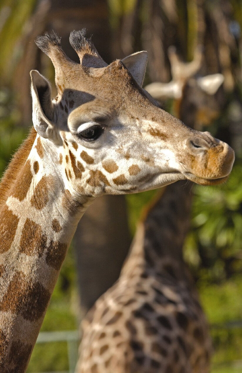 Zoo de Barcelona