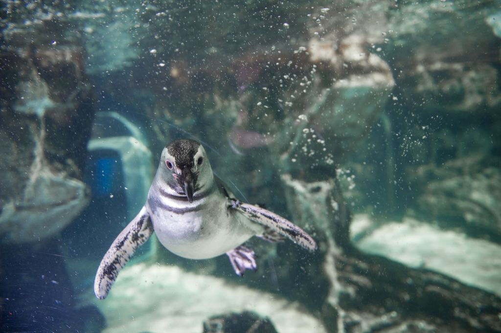 Acquario di Genova: Ingresso Riservato