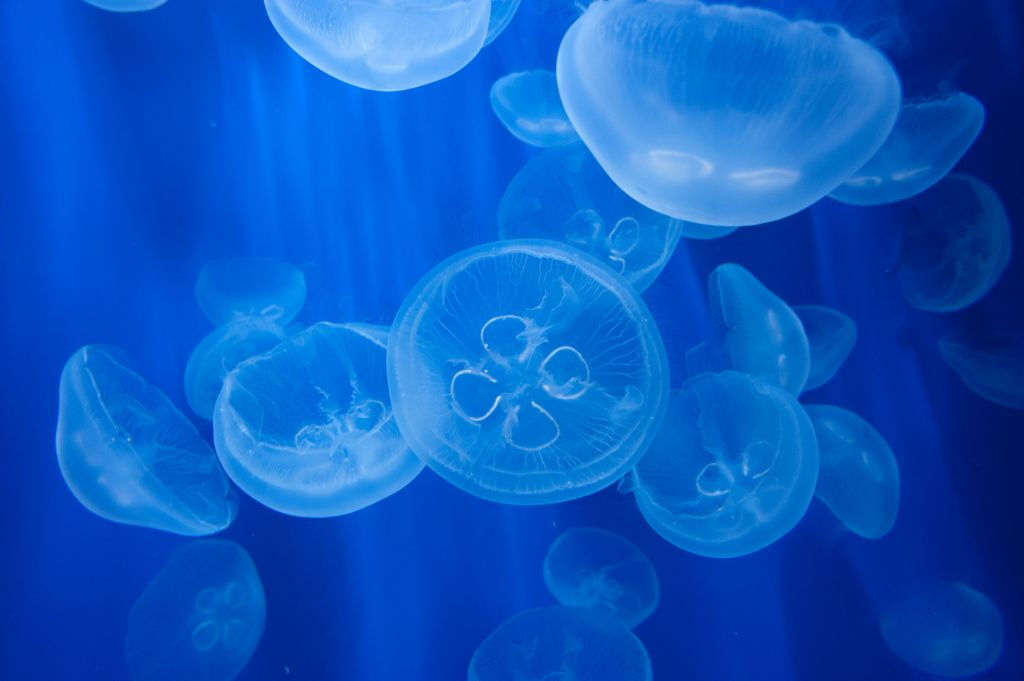 Acquario di Genova: Ingresso Riservato