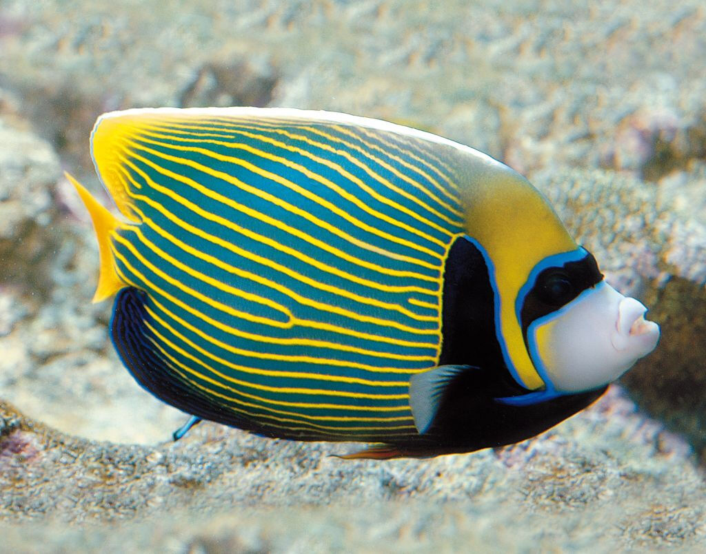 Acquario di Genova: Ingresso Riservato
