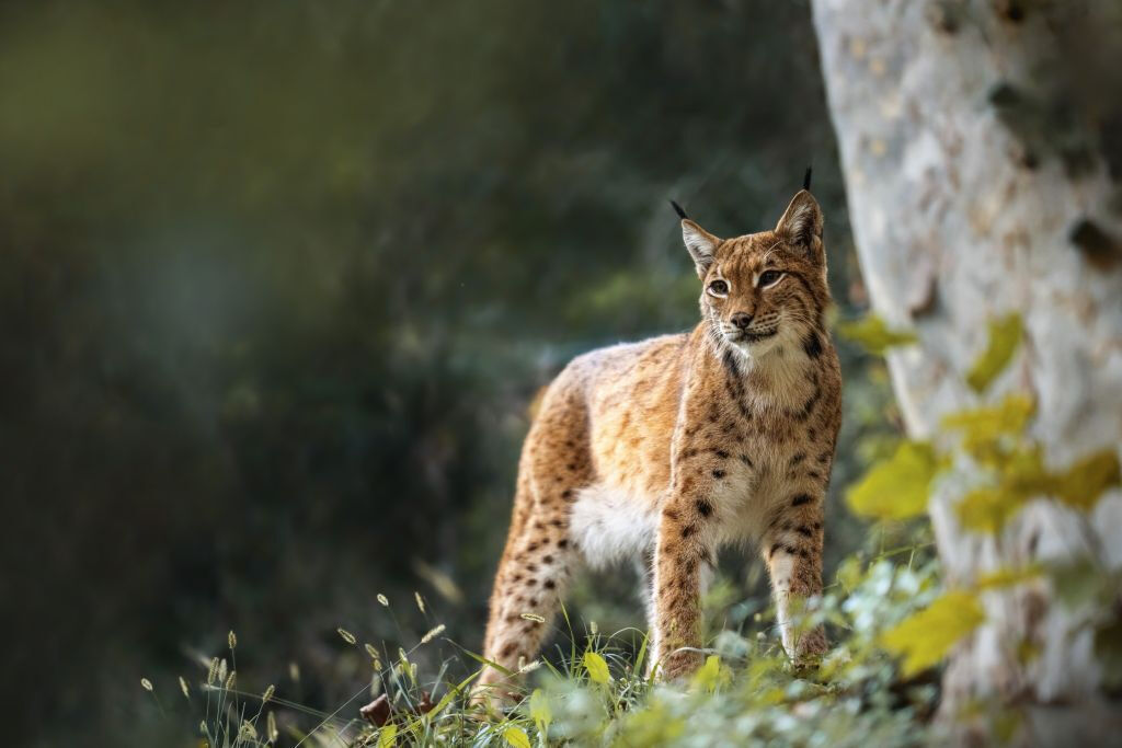 Parco Natura Viva: Biglietto saltafila