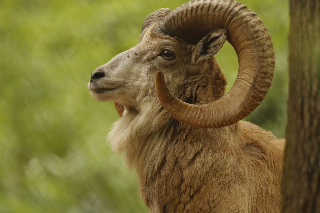 Parco Natura Viva: Biglietto saltafila