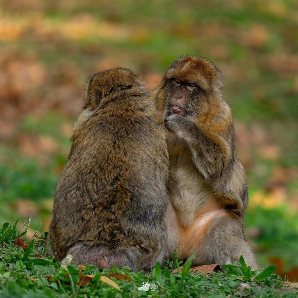 Parco Natura Viva: Biglietto saltafila