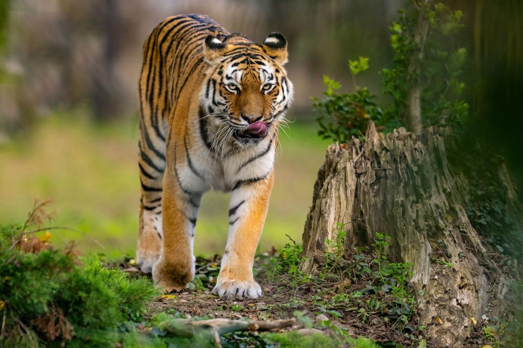 Parco Natura Viva: Biglietto saltafila
