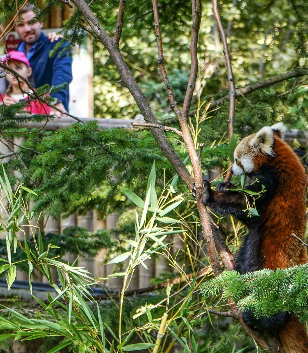 Parco Natura Viva: Biglietto saltafila