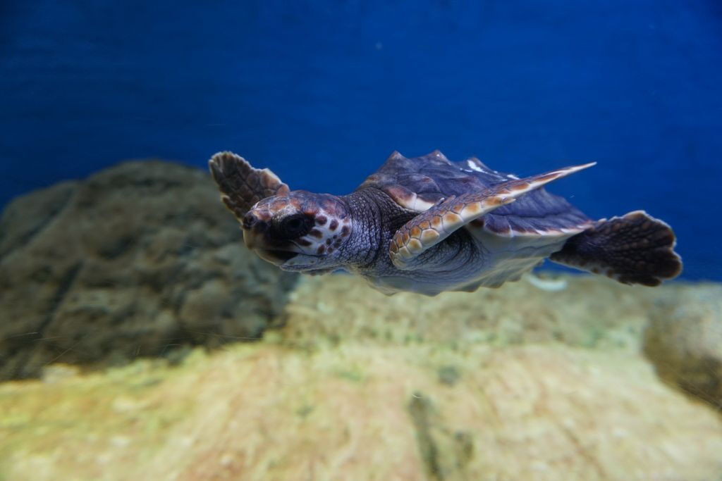 Acuario de Sevilla