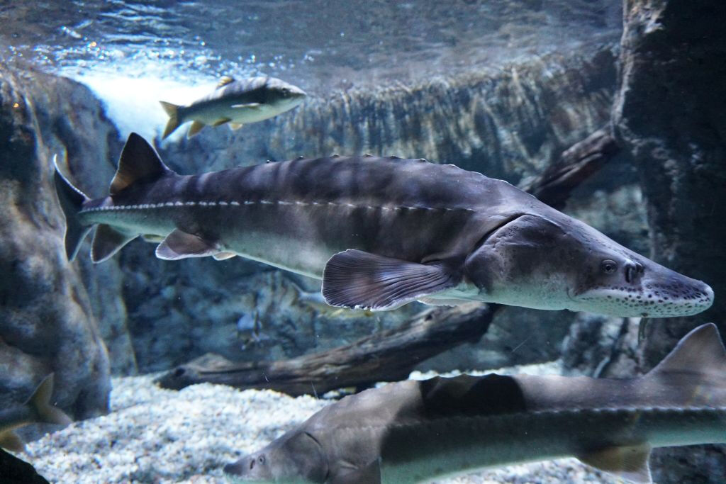 Acuario de Sevilla