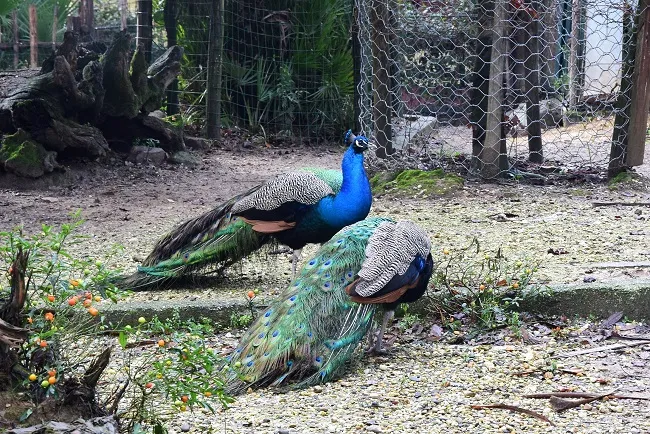 Jardin zoologique de Pistoia: Billet avec accès rapide