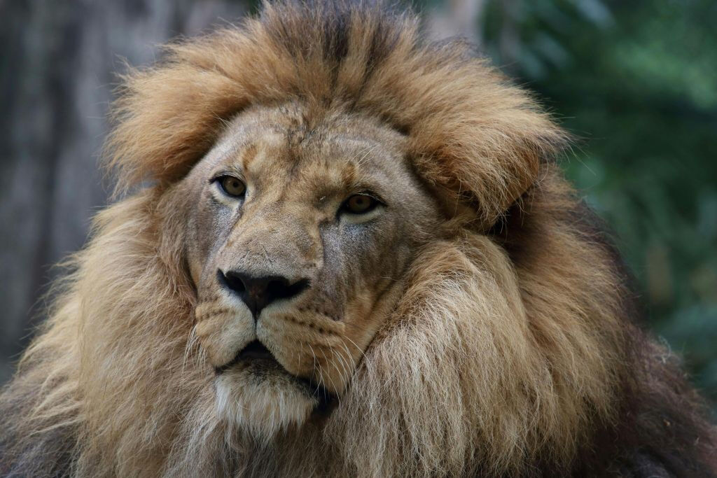 Jardin zoologique de Pistoia: Billet avec accès rapide