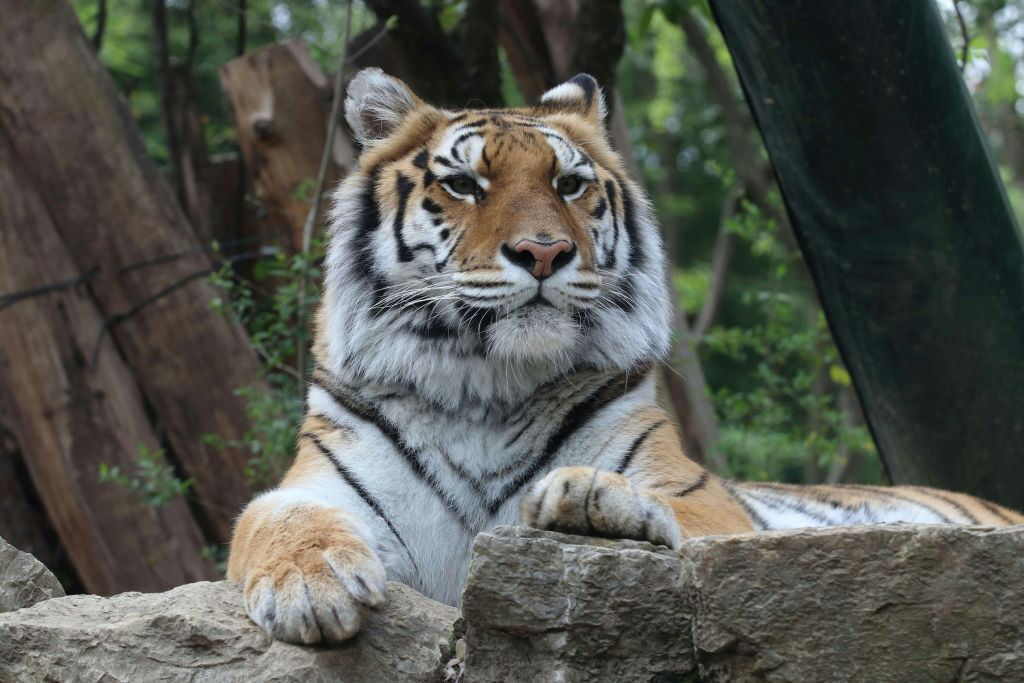 Jardin zoologique de Pistoia: Billet avec accès rapide