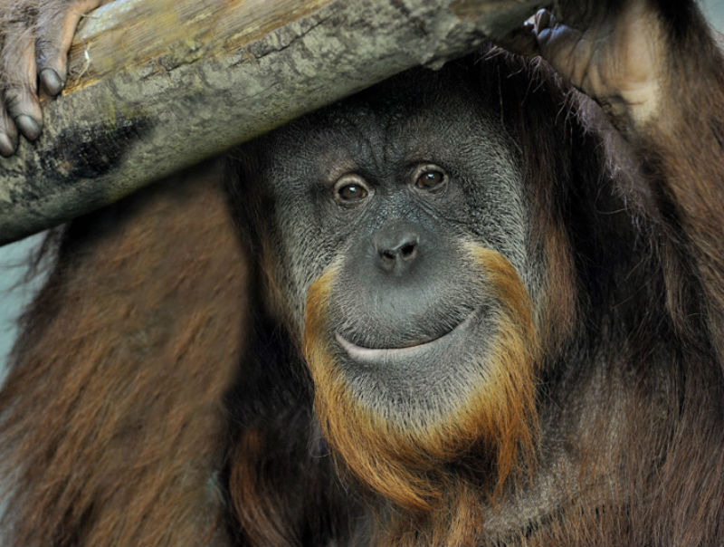 Bioparco: Billet avec accès rapide