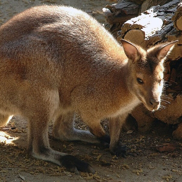 Bioparco: Billet avec accès rapide