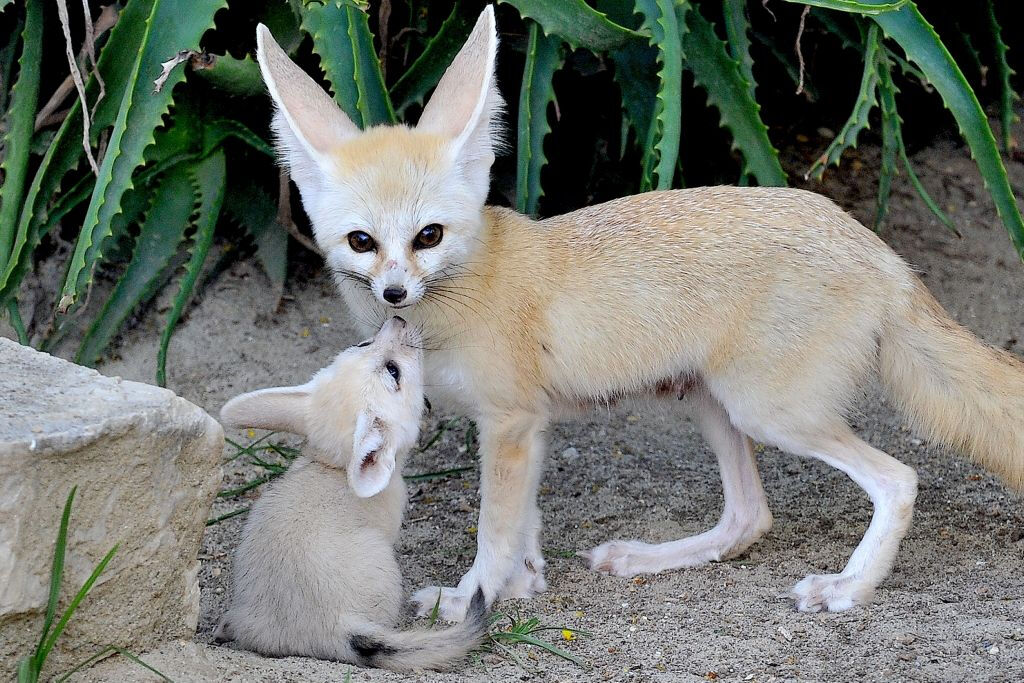 Bioparco: Billet avec accès rapide