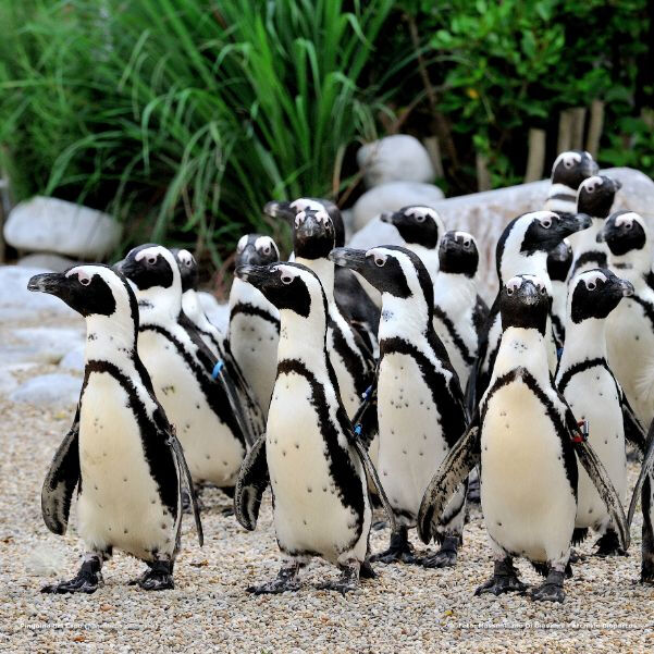 Bioparco: Billet avec accès rapide