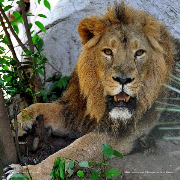 Bioparco: Billet avec accès rapide