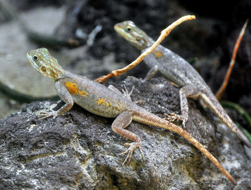 Bioparco: Billet avec accès rapide