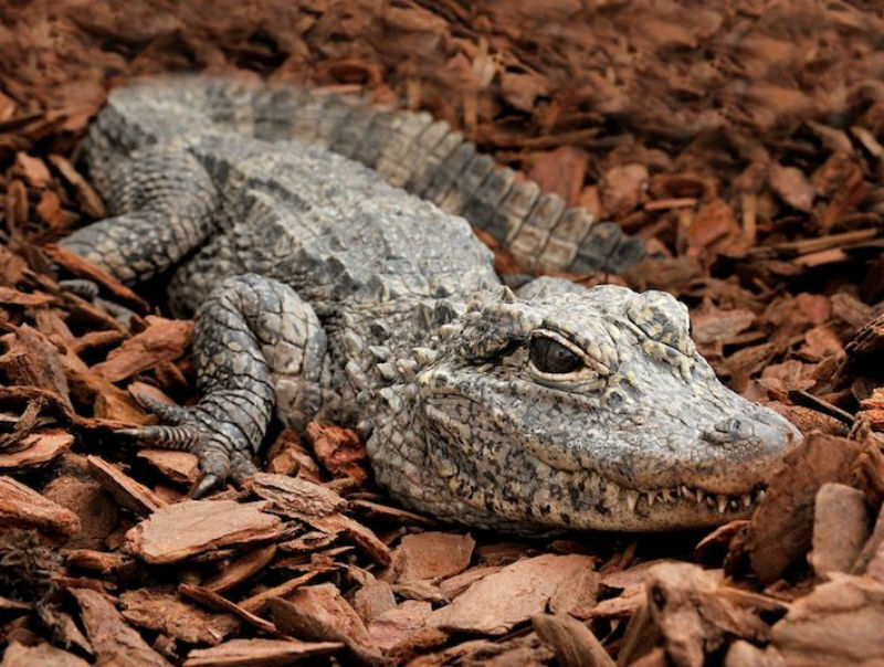 Bioparco: Billet avec accès rapide