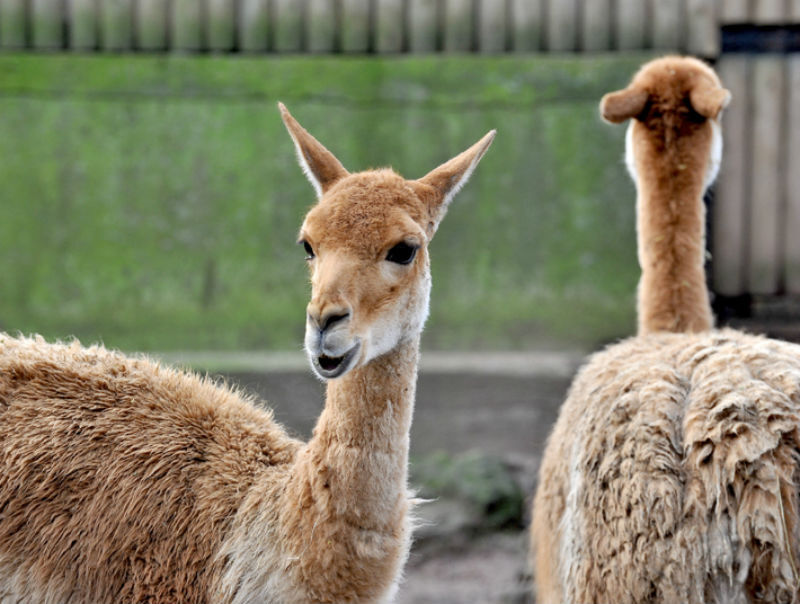 Bioparco: Billet avec accès rapide