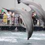 Aquarium of Genoa: Entry Ticket + Lunch or Breakfast