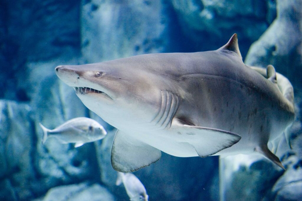 Acuario de Gijón