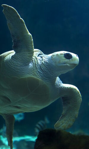 Acuario de Gijón