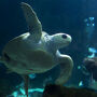 Acuario de Gijón