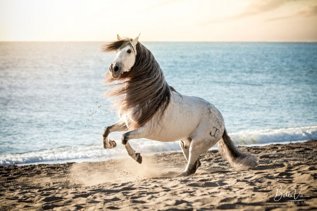 El Ranchito: Equestrian Show