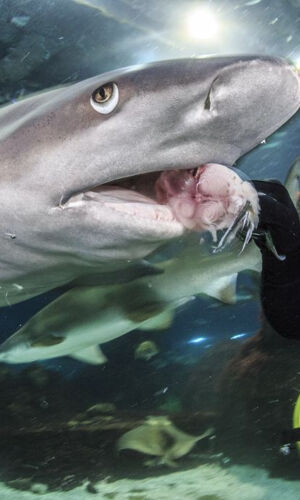 L'Aquarium de Barcelona