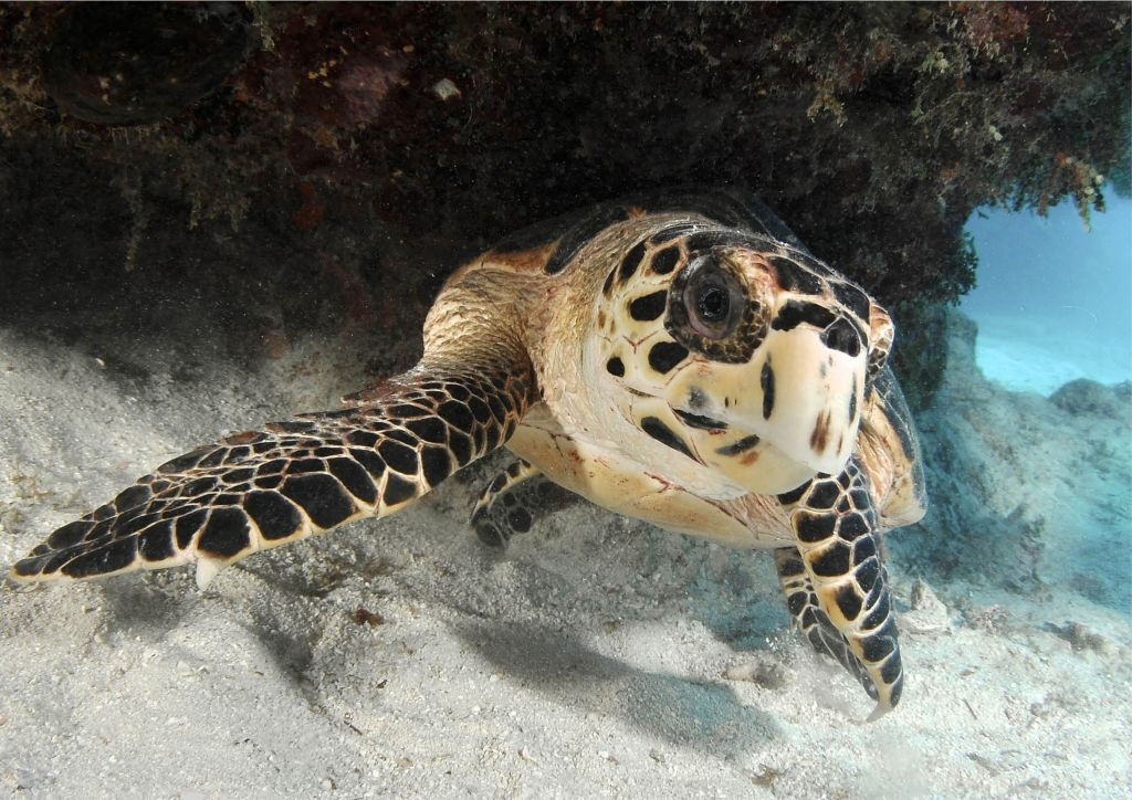 Acquario di Cattolica: Biglietto Fast Track