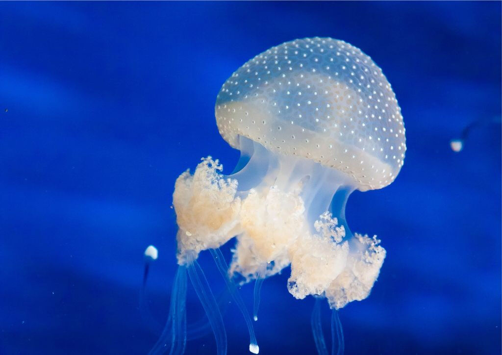Acquario di Cattolica: Biglietto Fast Track